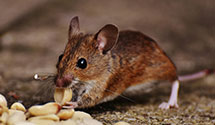 24 Hour & Emergency Exterminators in Little Rock, AR
